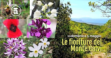 Image principale de Le fioriture del Monte Calvi