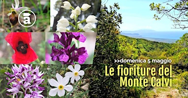 Hauptbild für Le fioriture del Monte Calvi