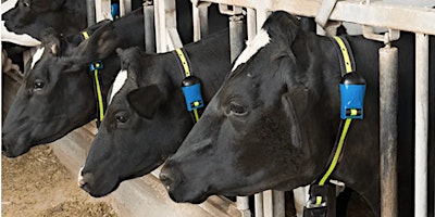 Primaire afbeelding van Focus on Dairy Herd Health