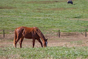 Primaire afbeelding van Equine Pasture Management