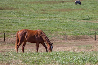 Equine Pasture Management