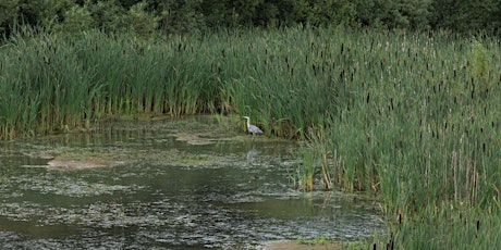 Members Only - Guided Walk around Whitacre Heath Nature Reserve