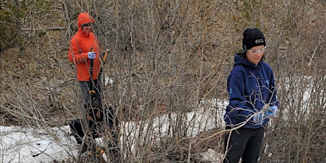 ALBERTA Waiparous Creek: Willow Harvest Volunteer Work Day 2024