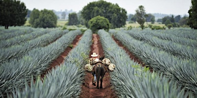 MEZCAL EXPERIENCE primary image