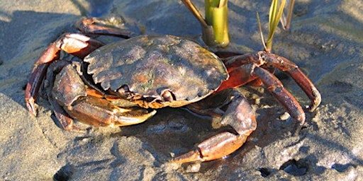 Imagem principal do evento Mason County European Green Crab Molt Search Volunteer Training