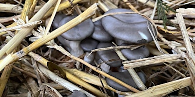 Hauptbild für Mushrooms and Permaculture, Introducing Fungi Into Permaculture Design