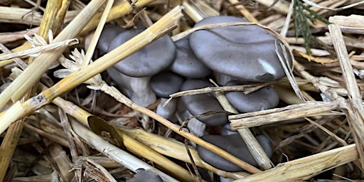 Imagem principal do evento Growing Mushrooms in Allotments: An Intro to Outdoor Mushroom Cultivation