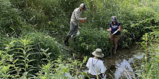 Primaire afbeelding van Stream Monitoring