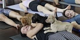 Imagen principal de Puppy Yoga with Megan