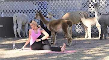 Primaire afbeelding van Alpaca Yoga Sip & Stretch