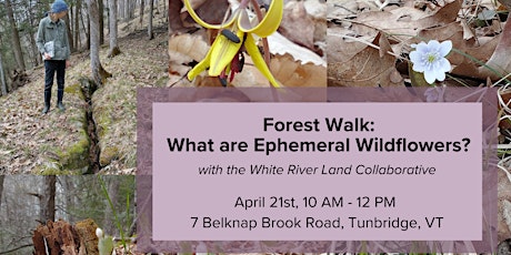 Forest Walk: What are Ephemeral Wildflowers?