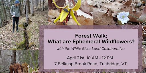 Imagem principal de Forest Walk: What are Ephemeral Wildflowers?