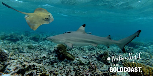 Image principale de NaturallyGC Kids - Fascinating World of Sharks & Rays