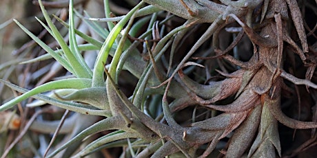 Air Plant Wreath Workshop