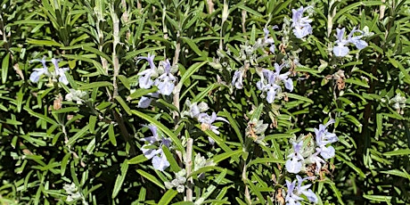 Healing Herbs Grown In Your Garden Workshop with Pat Collins