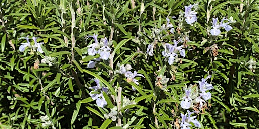 Healing Herbs Grown In Your Garden Workshop with Pat Collins primary image