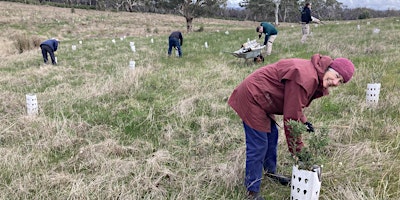 Revegetation - Planning for Success! - Mount Barker 25th May 2024 primary image