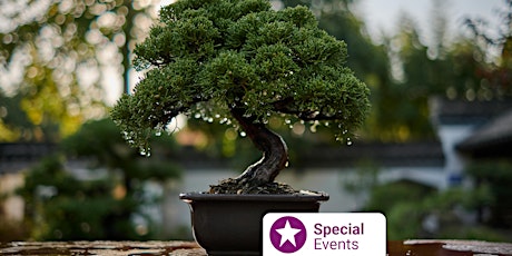 The Art of Bonsai to Find Inner Peace at Sunshine Library