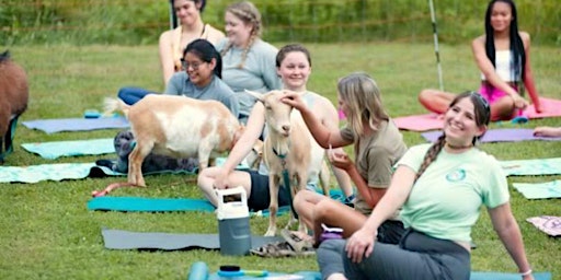 Goat Yoga Among Wildflowers primary image