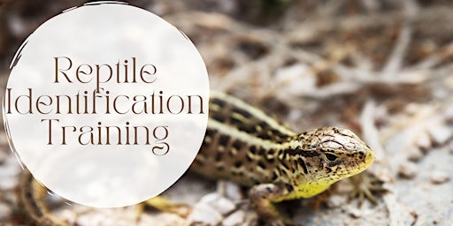 Primaire afbeelding van Reptile Ecology and Surveying Training Workshop - KHWP Wildlife Monitors