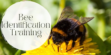 Beginners Bee ID Workshop - KHWP Wildlife Monitors