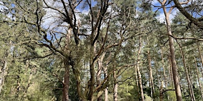 Hauptbild für Kings Forest Stroll: Tea, Trees and Trails