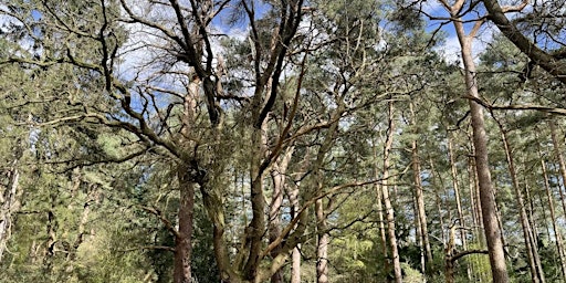 Hauptbild für Kings Forest Stroll: Tea, Trees and Trails