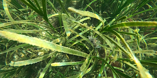 Seagrass Snorkel Safari  primärbild