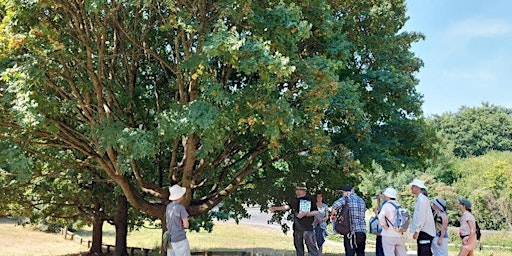 Imagem principal do evento Tree Identification Guided Walk, Mincinglake Valley Park, Exeter