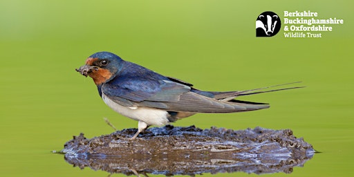 Hauptbild für Birds on the Balcony: Summer Birds - Nature Discovery Centre, Friday 28 June