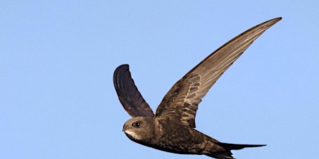 Free Wild Bicester Event - Swifts in Bicester and Beyond Talk