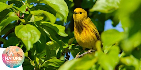 Le réveil des oiseaux à Staffelfelden