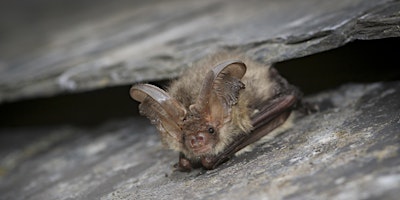 Free Wild Bicester Event - Bat Walk - Langford Community Orchard, Friday 3 May primary image