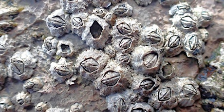 Barnacle Bonanza at Corbyn Head, Torquay