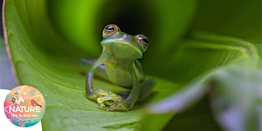 Primaire afbeelding van Sur la trace des grenouilles à Galfingue