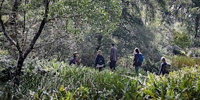 Shinrin-yoku / Forest Bathing Walk in Blue Mountains primary image