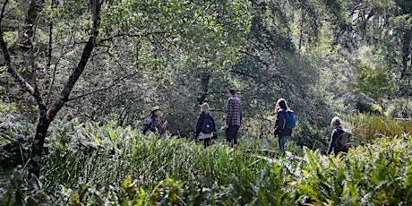 Shinrin-yoku / Forest Bathing Walk in Blue Mountains