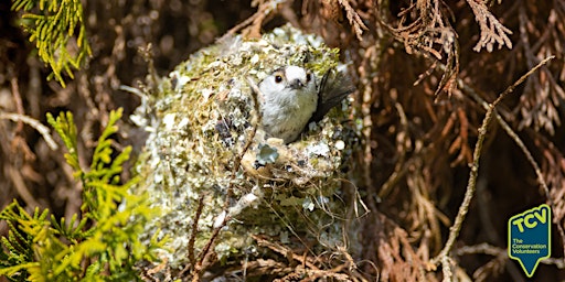 Bird Survey - The Paddock