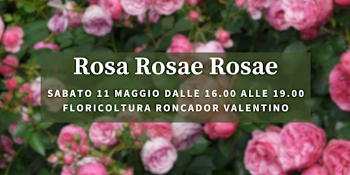 Image principale de Rosa Rosae Rosae