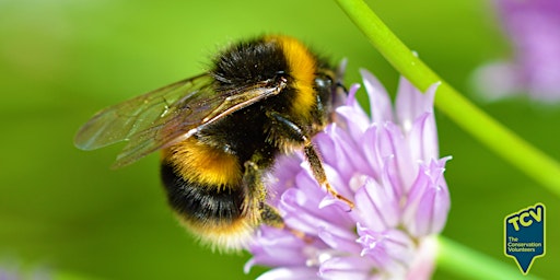 Primaire afbeelding van Bumblebee Survey - The Paddock