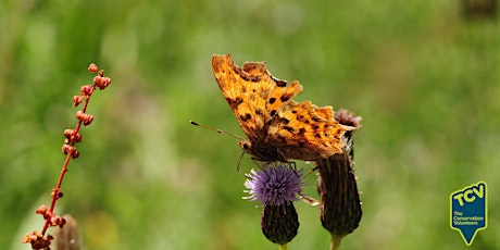 Butterfly Survey - The Paddock