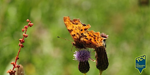 Imagem principal do evento Butterfly Survey - The Paddock
