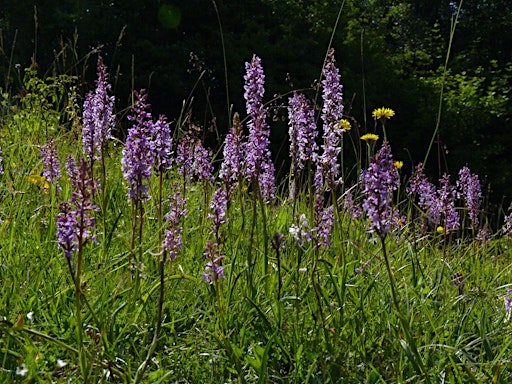 Imagem principal de Discover Flowers and Butterflies at Aston Clinton Ragpits - Saturday 25 May