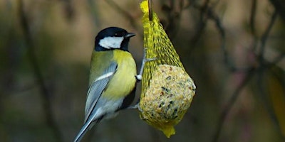 Primaire afbeelding van Chirp & Craft: Bird Identification and Suet Ball Workshop