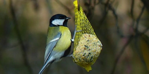 Immagine principale di Chirp & Craft: Bird Identification and Suet Ball Workshop 