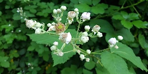 Bramble Bashing at Whitworth Park primary image