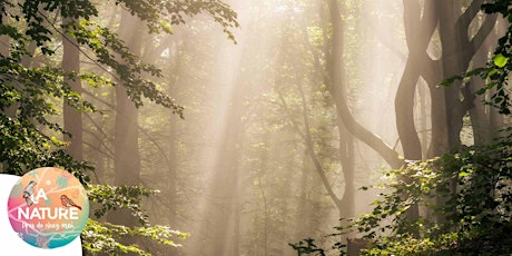 La forêt du Nonnenbruch à Pfastatt