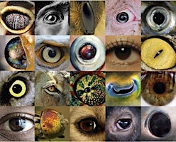 Teaching The Sentientism Worldview primary image