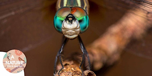 Imagem principal de Les libellules en goguette à Reiningue