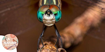 Image principale de Les libellules en goguette à Reiningue